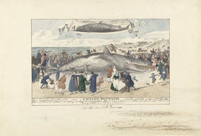 Cachalote encalhado em Egmond aan Zee, 1764 Ao norte de Egmond op Zee, um Cagelot ou Potwhale. encalhado vivo em 15 de fevereiro de 1764. (título no objeto) de J.A. Visser