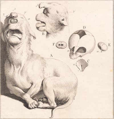 Um bastardo de um cachorrinho de J.F. Clemens