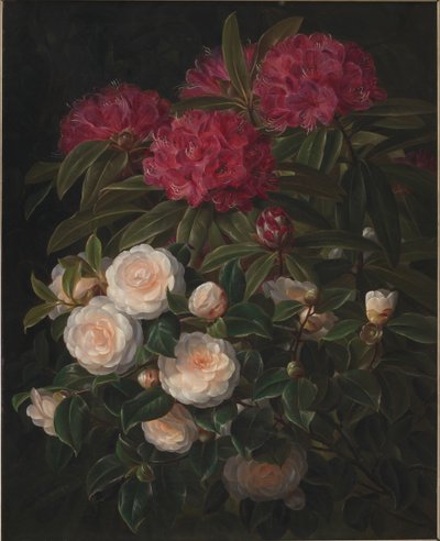 Camélias e rododendros de J.L. Jensen