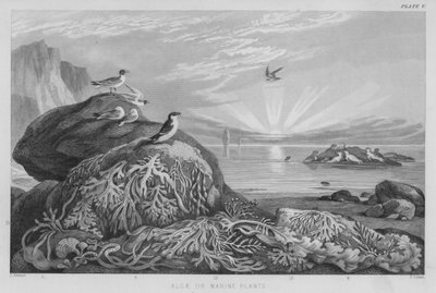 Algas ou plantas marinhas (gravura colorida) de J. (after) Stewart
