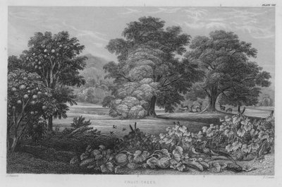Árvores de fruto (gravura colorida) de J. (after) Stewart