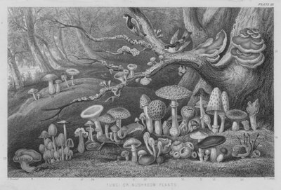 Fungos ou Plantas de Cogumelos (gravação colorida) de J. (after) Stewart