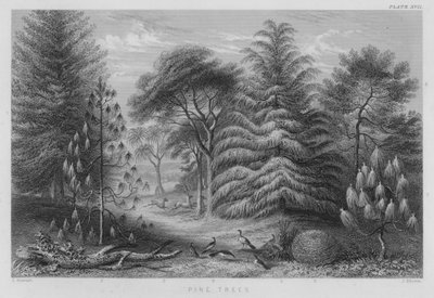 Pinheiros (gravura colorida) de J. (after) Stewart