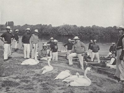 Swan subindo no Tamisa, examinando os pássaros velhos de J. Benjamin Stone