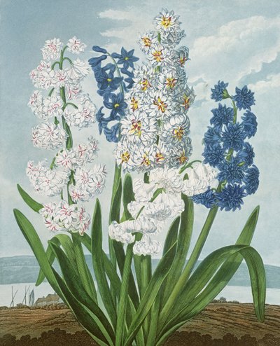 Jacintos, gravados pela Warner, de &39;The Temple of Flora&39; por Robert Thornton, pub. 1801 de J. Edwards