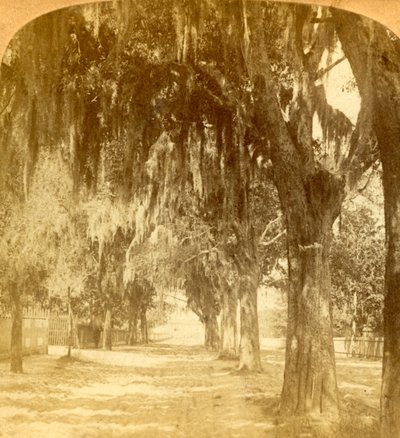Entrada para Santo Agostinho, Flórida, EUA, 1901. de J. F. Jarvis