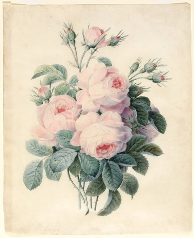Spray de Centifolia Roses (wc sobre contorno de grafite em pergaminho) de J. Herzog
