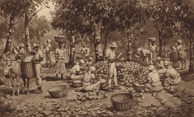 Quebrar as vagens de cacau em Trinidad (litho) de J. Macfarlane