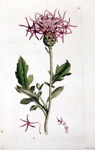 Great Knapweed, de um volume de pub "English Botany". 1790-1814 (gravura colorida à mão) de J. and Smith J.E. Sowerby