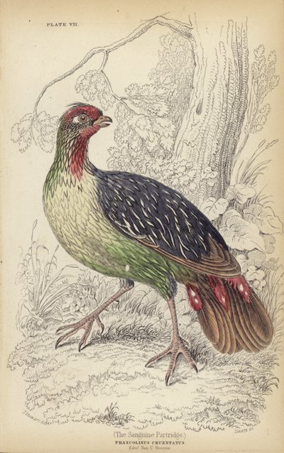 O Patridge Sanguine de J. Stewart
