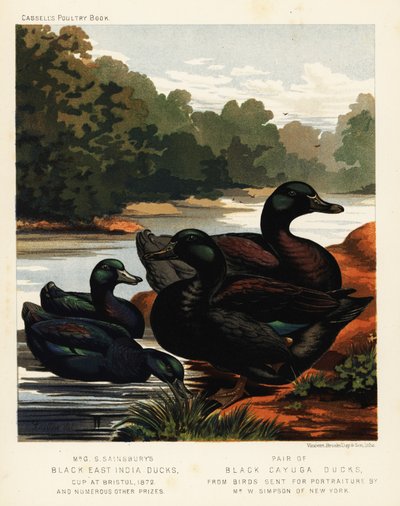 Patos negros das Índias Orientais e patos Cayuga negros. de J. W. (after) Ludlow
