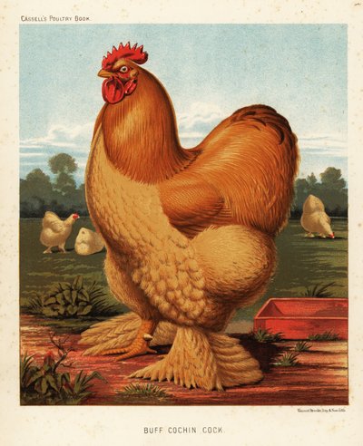 galo de cochin de J. W. (after) Ludlow