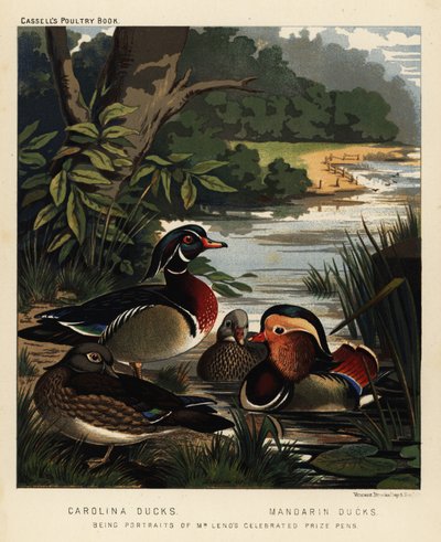 Patos Carolina, Aix sponsa, e patos Mandarim, Aix galericulate de J. W. (after) Ludlow