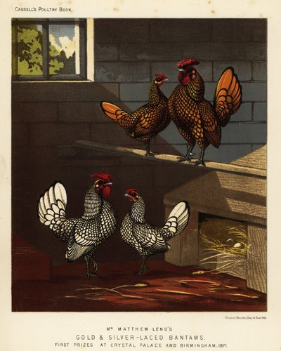 Bantam dourado e bantam prateado galo e galinha de J. W. (after) Ludlow
