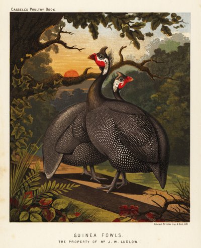Galinhas da Guiné de J. W. (after) Ludlow