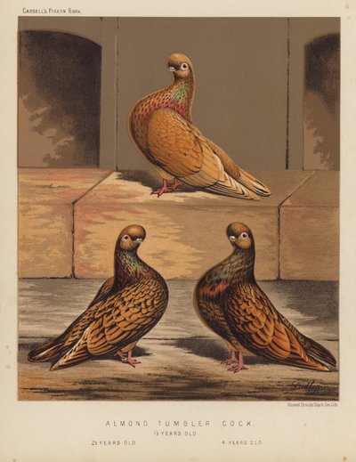Pombos: Galo Copo de Amêndoa de J. W. (after) Ludlow