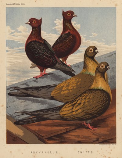 Pombos: Arcanjos; Swifts (lito a cores) de J. W. (after) Ludlow