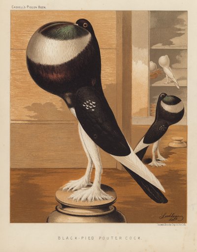 Pombos: Galo Pouter Preto (cor litho) de J. W. (after) Ludlow