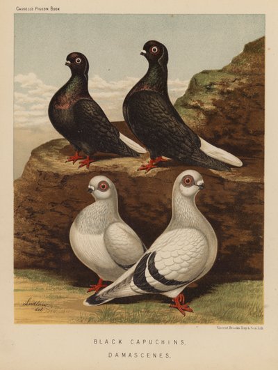 Pombos: Capuchinhos Pretos; Damascenos (lito colorido) de J. W. (after) Ludlow