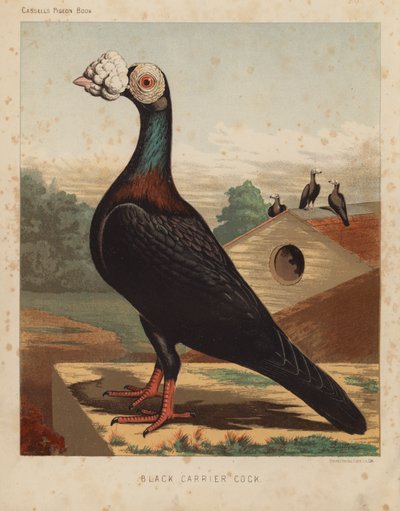 Pombos: Galo carregador preto (cor litho) de J. W. (after) Ludlow