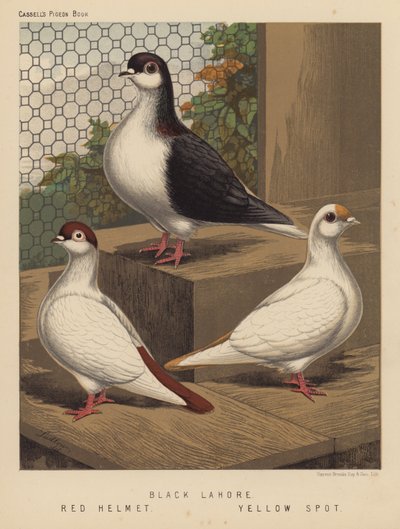 Pombos: Lahore Preto; Capacete Vermelho; Mancha Amarela (cor litho) de J. W. (after) Ludlow