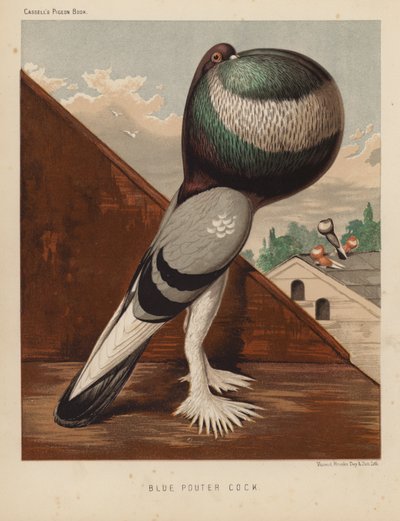 Pombos: Blue Pouter Cock (lito a cores) de J. W. (after) Ludlow