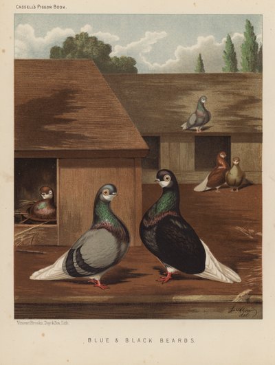 Pombos: Ursos azuis e pretos (cor litho) de J. W. (after) Ludlow