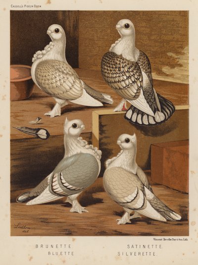 Pombos: Morena; acetinada; azulada; prateada (cor litho) de J. W. (after) Ludlow