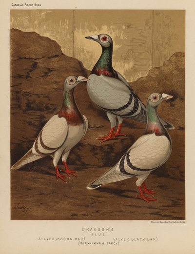 Pombos: Dragoons, Blue, Silver, Brown Bar, Silver, Black Bar, Birmingham Fancy (lito colorido) de J. W. (after) Ludlow