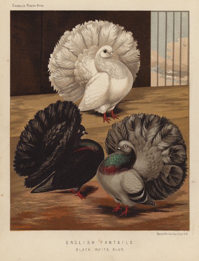 Pombos: Fantails Inglês, Preto, Branco, Azul (lito a cores) de J. W. (after) Ludlow
