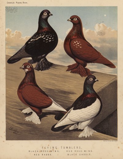 Pombos: Pombos Voadores, Asa Rosa-Preta, Asa Rosa-Vermelha, Distintivo Vermelho, Sela Preta (cor litho) de J. W. (after) Ludlow