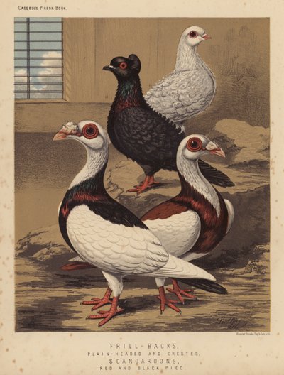 Pombos: Decote-de-costa, de cabeça lisa e de crista; Scandaroons, Vermelho e Preto Pied (lito a cores) de J. W. (after) Ludlow