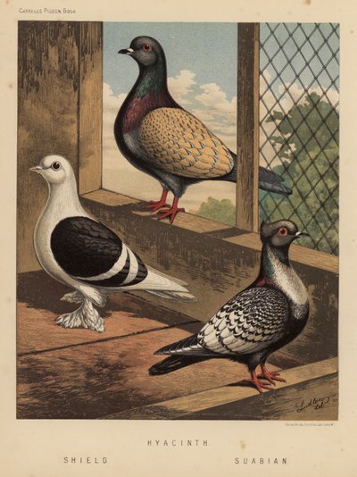 Pombos: Jacinto; Escudo; Suabian (lito a cores) de J. W. (after) Ludlow