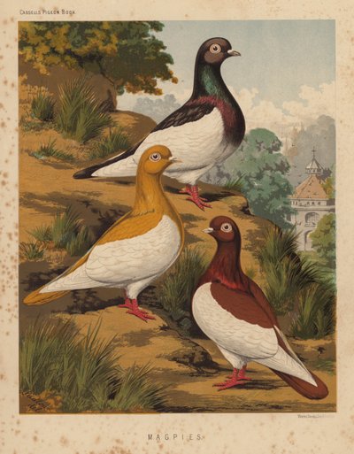 Pombos: Pombos Magpies (cor litho) de J. W. (after) Ludlow