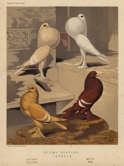 Pombos: Pombos porcos; Isabelos, Cremosos, Brancos, Amarelos, Vermelhos (cor litho) de J. W. (after) Ludlow