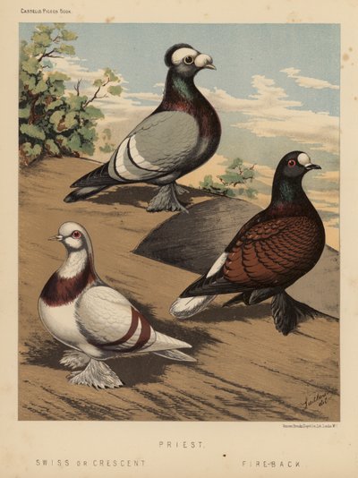 Pombos: Sacerdote; Suíço ou Crescente; Fire-Back (lito colorido) de J. W. (after) Ludlow
