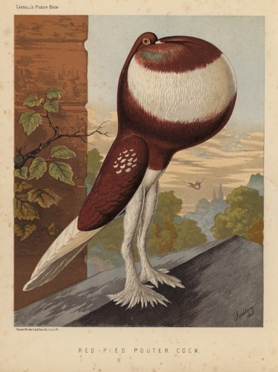 Pombos: Galo Pouter Vermelho (cor litho) de J. W. (after) Ludlow