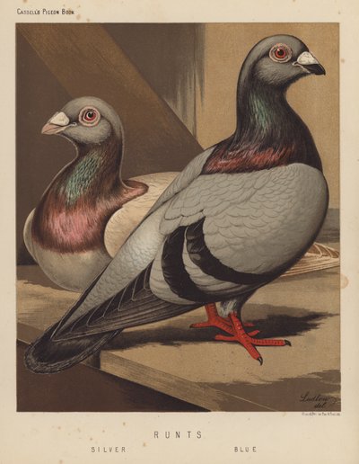 Pombos: Runts, Prata, Azul (cor litho) de J. W. (after) Ludlow