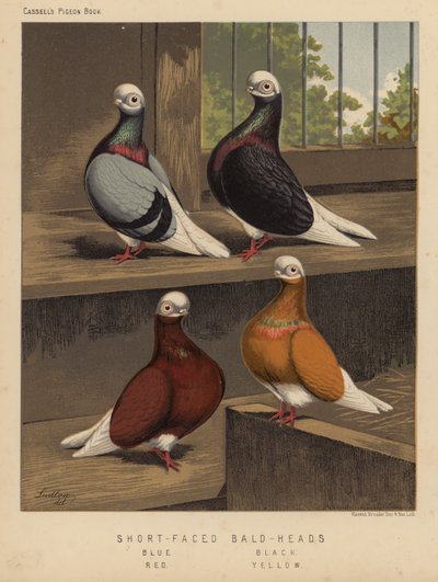 Pombos: Pombos de Careca Curta, Azul, Preto, Vermelho, Amarelo (cor litho) de J. W. (after) Ludlow