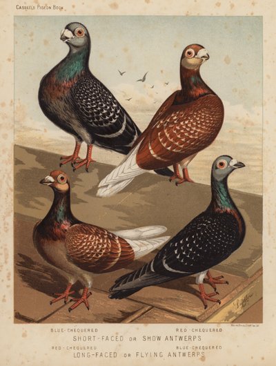 Pombos: Antuérpia de Cara Curta ou Antuérpia Show, Antuérpia Azul, Antuérpia Vermelha; Antuérpia de Cara Longa ou Antuérpia Voadora, Antuérpia Vermelha, Antuérpia Azul (cor litho) de J. W. (after) Ludlow