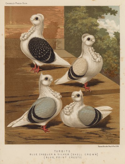 Pombos: Pombos Turbits, Azul Quadrado e Prata, Coroa de Concha, Azul, Crestos Pontiagudos (cor litho) de J. W. (after) Ludlow