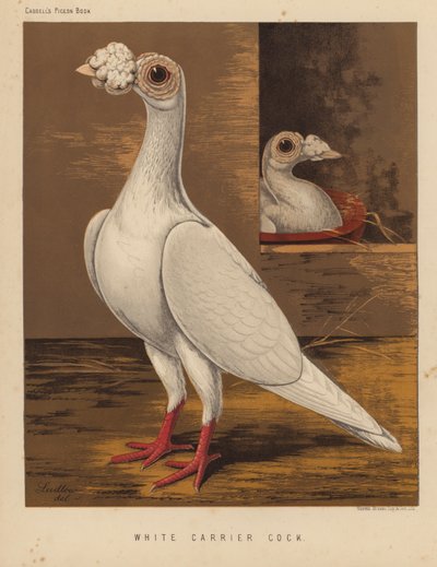 Pombos: White Carrier Cock (lito a cores) de J. W. (after) Ludlow