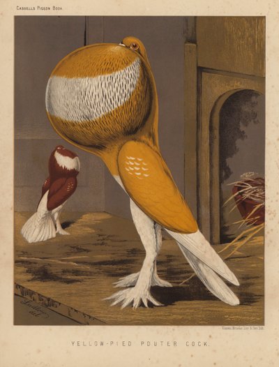 Pombos: Galo Pouter de cor amarela (cor litho) de J. W. (after) Ludlow