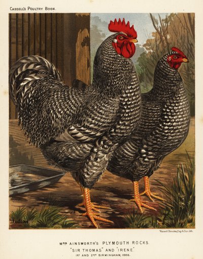 Galinhas de Plymouth Rock de J. W. (after) Ludlow