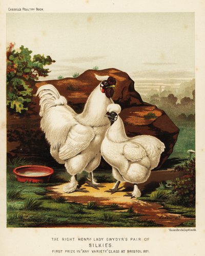 Galo e galinha de seda ou Silkie de J. W. (after) Ludlow