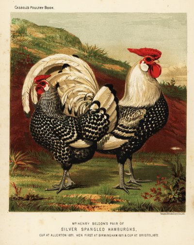 Galo e galinha de Hamburgh espancado com prata de J. W. (after) Ludlow