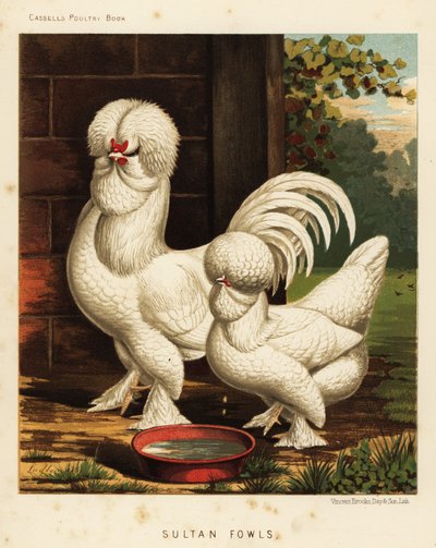Aves do sultão, galo doméstico Gallus de J. W. (after) Ludlow