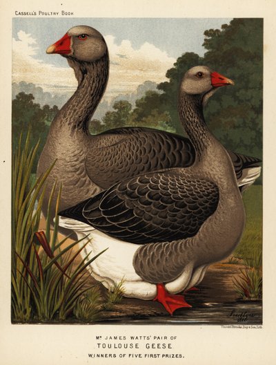 Gansos de Toulouse com barbela, galo e galinha de J. W. (after) Ludlow