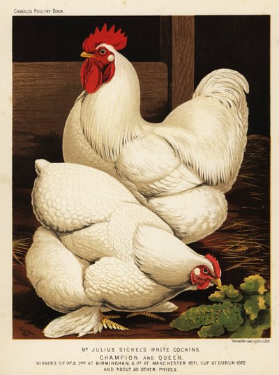 Galo e galinha cochin brancos de J. W. (after) Ludlow