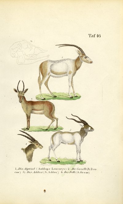 Espécies de antílopes africanos de J. W. Tenhaeff